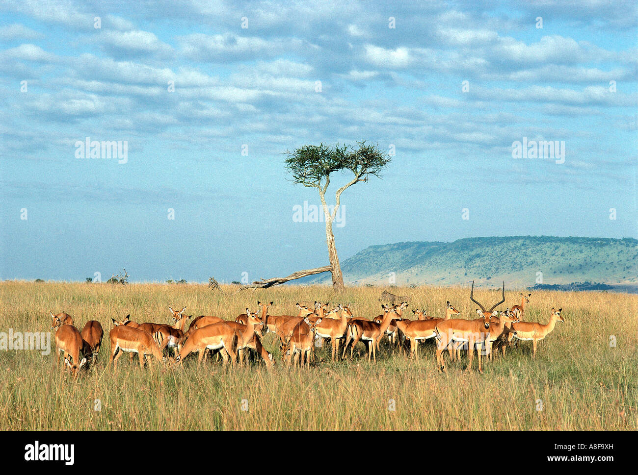 Male Impala with harem of females Masai Mara National Reserve Kenya Stock Photo