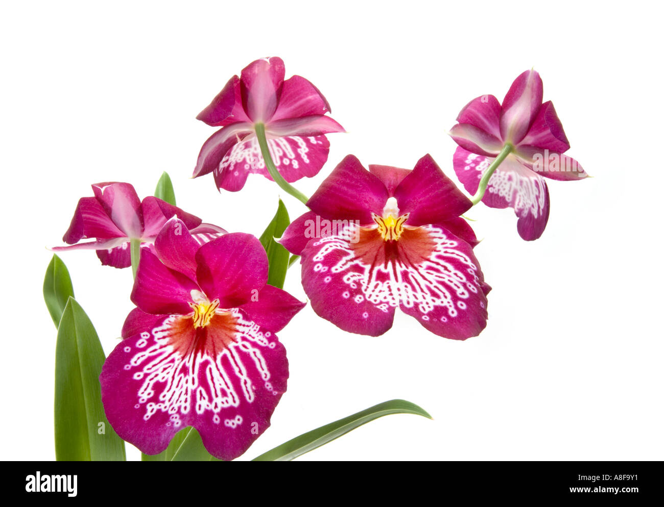 MILTONIA big great ORCHID purple white  pink yellow orange Flower plant blossom  bloom blooming spot spotted ORCHIS butterfly Stock Photo