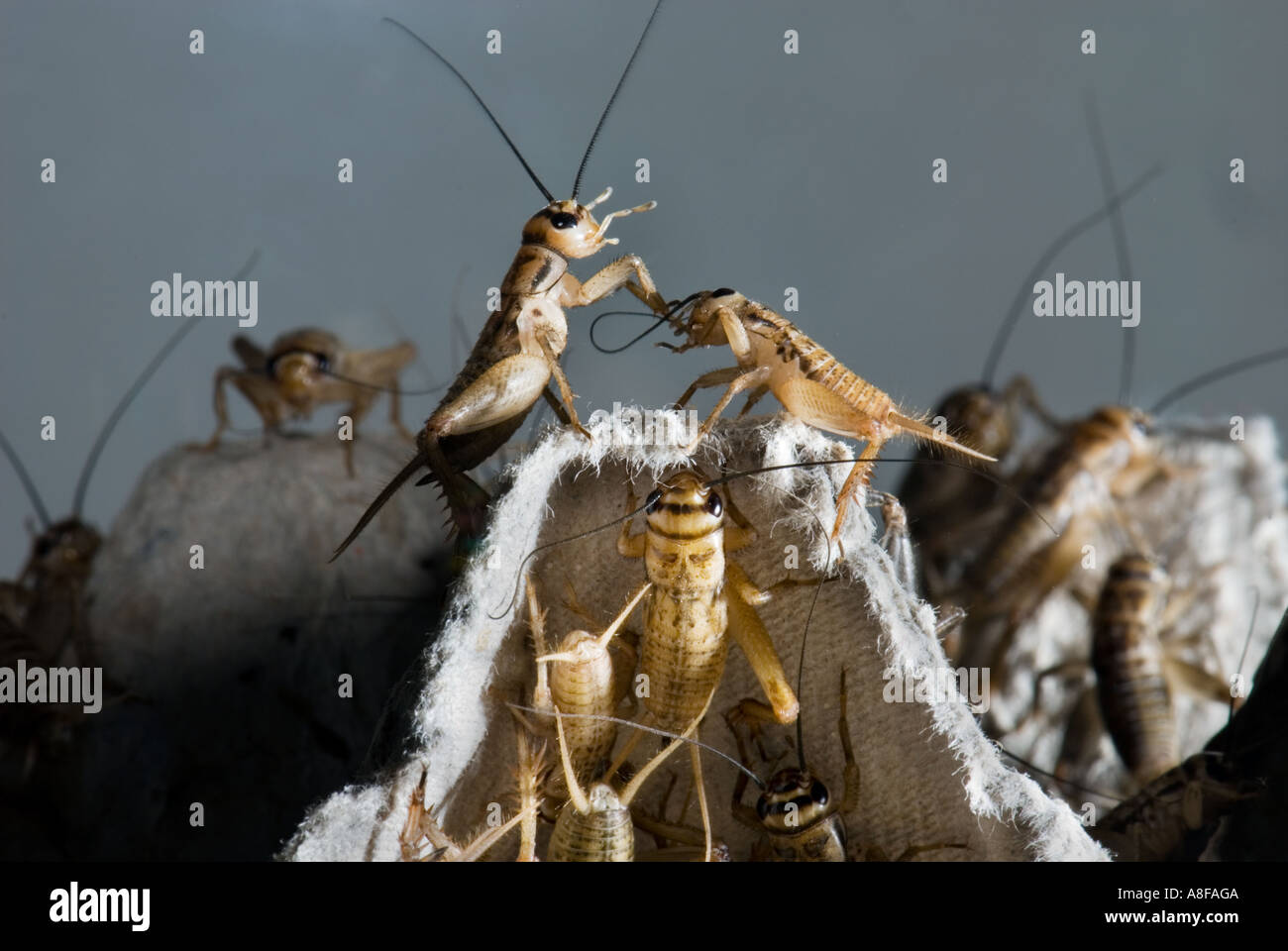 house cricket crickets Gryllidae Gryllinae Gryllus Heimchen Acheta domesticus grille hopper housecricket Stock Photo