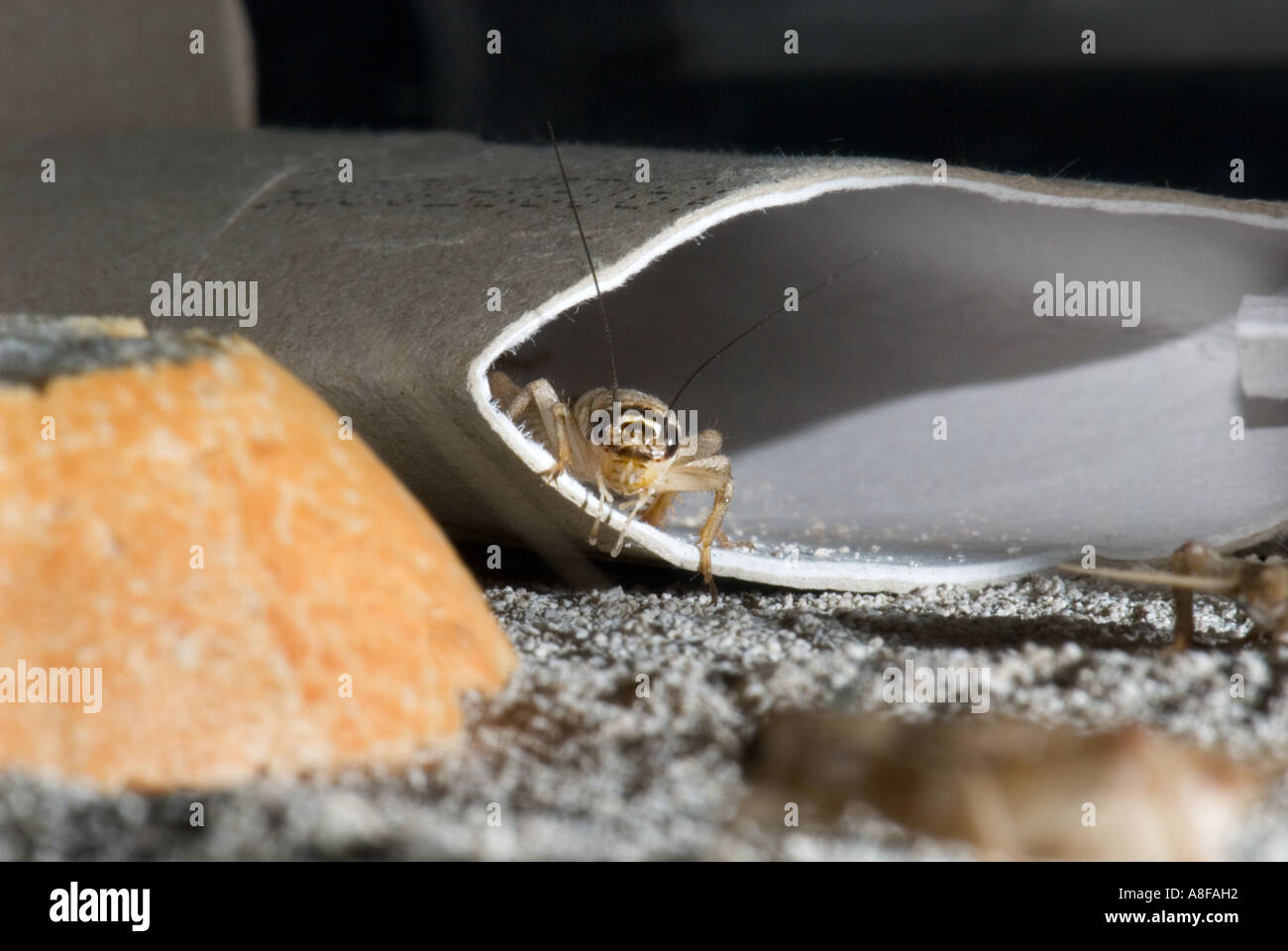 house cricket crickets Gryllidae Gryllinae Gryllus Heimchen Acheta domesticus  grille hopper housecricket hide hidden in a tube Stock Photo