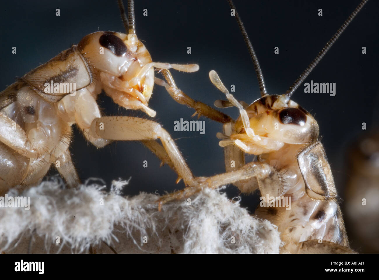house cricket crickets Gryllidae Gryllinae Gryllus Heimchen Acheta domesticus communicate communication  2 two fight fighting co Stock Photo