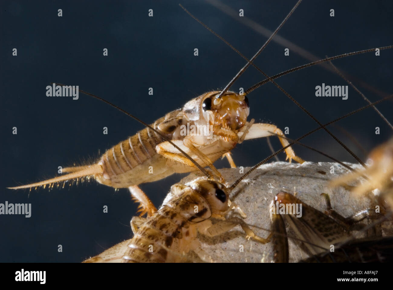 house cricket crickets Gryllidae Gryllinae Gryllus Heimchen Acheta domesticus  grille hopper housecricket single one 1 noise Stock Photo