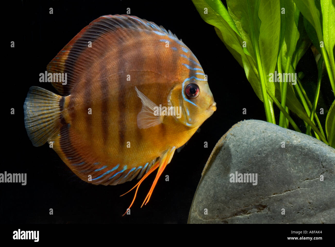 pompadour diskus red brown female SANTAREM DISCUS fish Cichlid   with clutch of EGGS on the stone diskus SYMPHYSODON, AEQUIFASCI Stock Photo