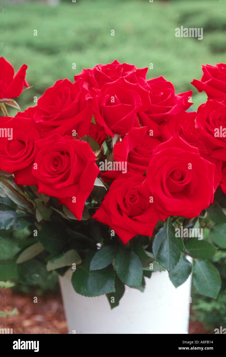 Charlotte rose hi-res stock photography and images - Alamy
