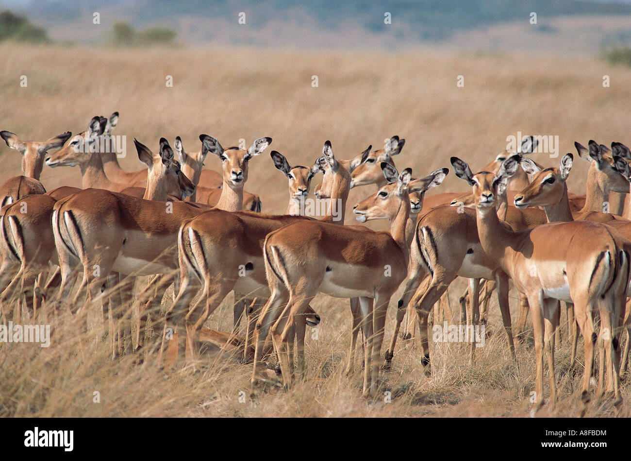Female Impalas part of large harem Masai Mara National Reserve Kenya Stock Photo