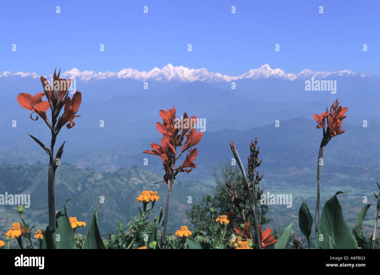 Rolwaling Himal and Canna indica flowers Tagetes marigold in foreground Kathmandu valley Nepal Stock Photo