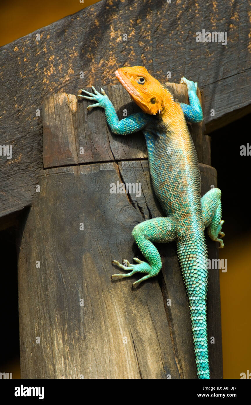 african common Agama agama Siedleragame climb climbing up a wood wooden stake picket pale pile stilt post warming warm up in sun Stock Photo