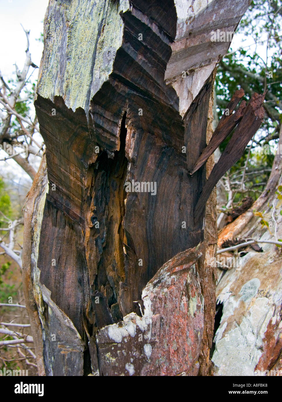 african EBONY hard wood wooden tree Kenya east africa kenia Stock Photo -  Alamy