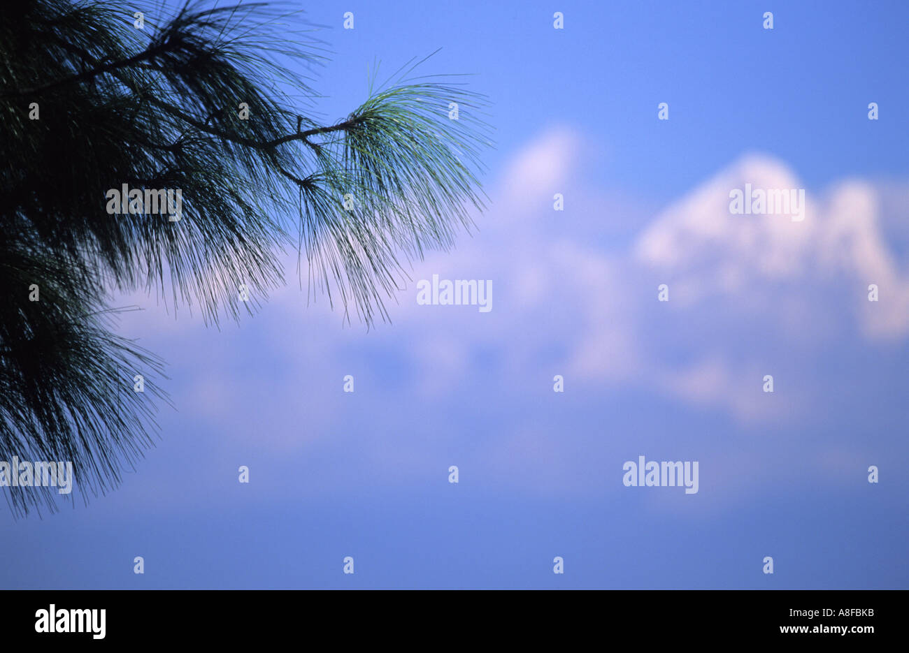 Pine tree in focus with Himalayan mountains in background Nepal Stock Photo