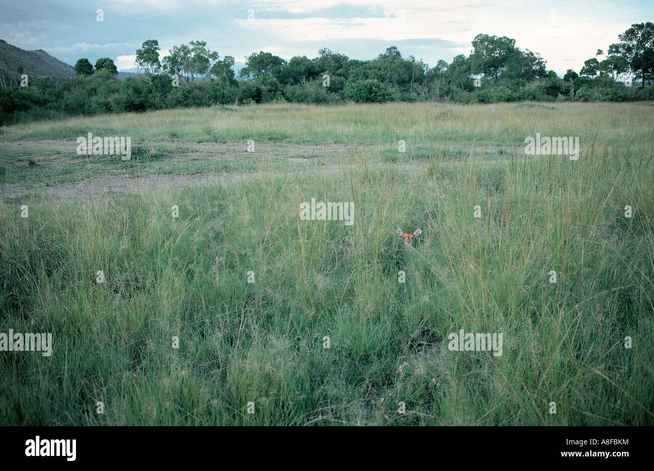 Baby Impala hiding in long grass Masai Mara National Reserve Kenya Stock Photo