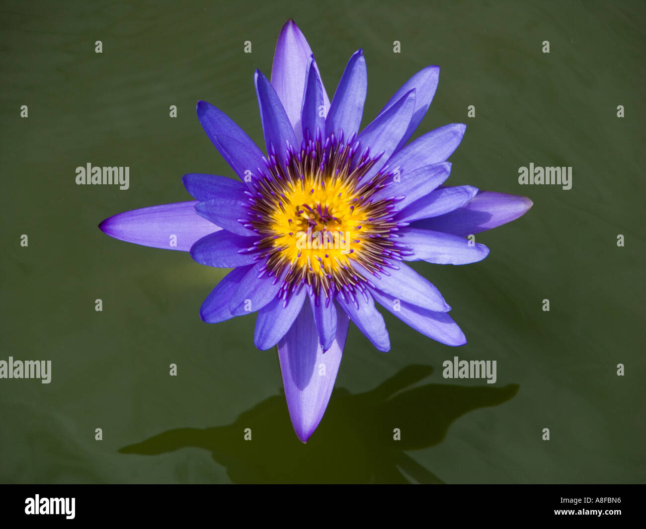 Lotus Blue Lotus Blossom Flower Nile Nil Blue Water Lily Nymphaea Caerulea Blooming Bloom Pads Stock Photo Alamy