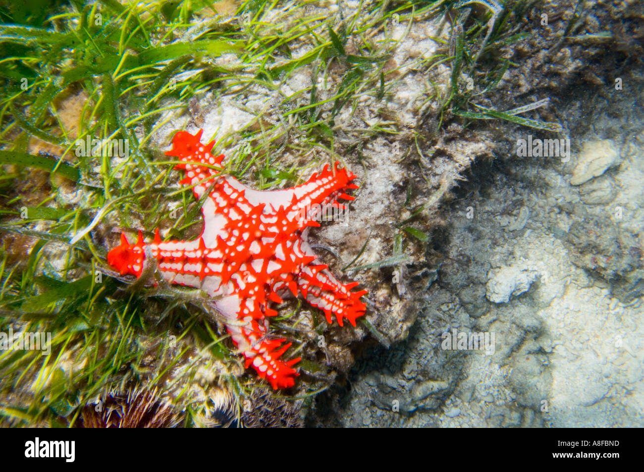 red white big starfish star fish on reef water plant kelp seaweed Kenya East Africa Kenia BAMBURU BEACH MOMBASA Stock Photo