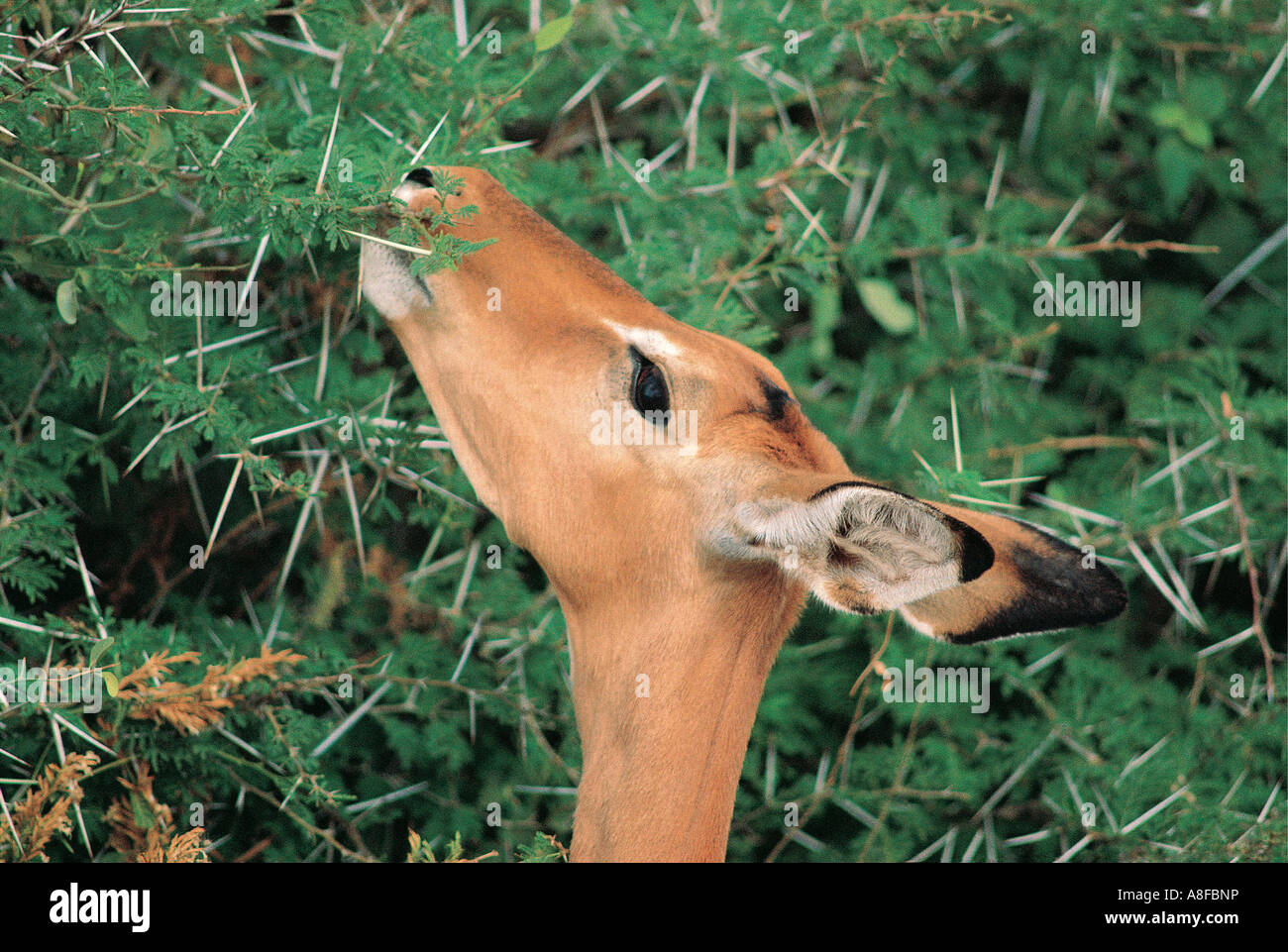 Close up of Impala feeding on acacia bush Samburu National Reserve Kenya Stock Photo
