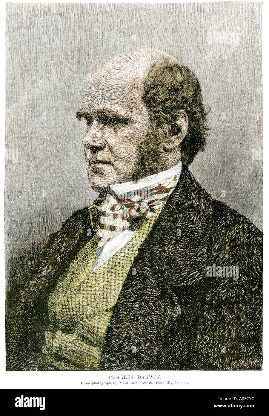 Young Charles Darwin in London. Hand-colored woodcut Stock Photo