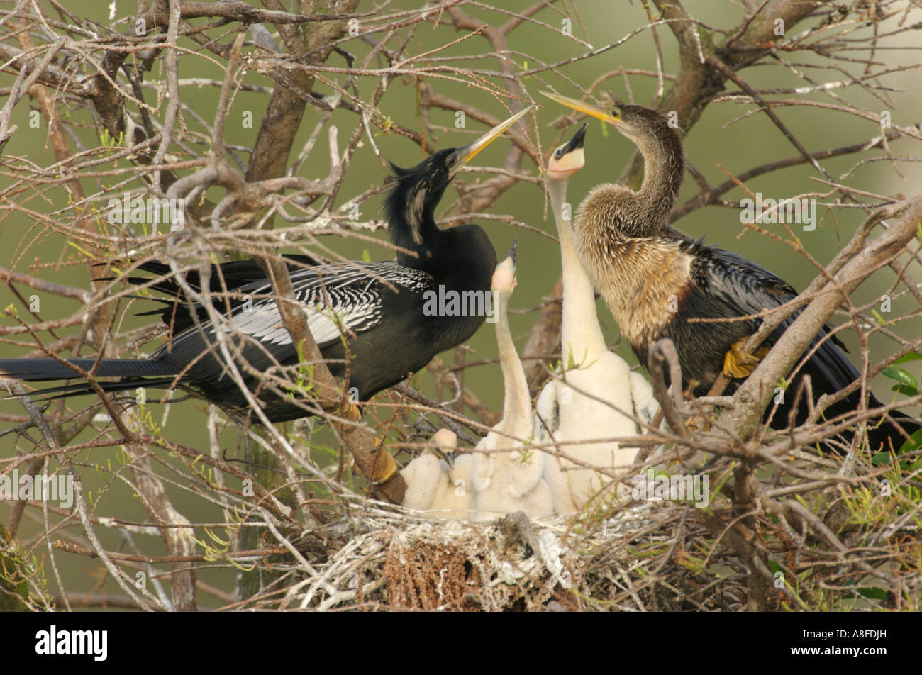 Anhinga (Anhinga anhinga) on nest with three chicks Wakodahatchee ...