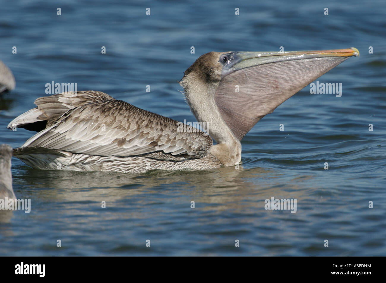 Brown Pelican (Pelecanus occidentalis) from Causeway between Fort Myers and Sanibel Island Florida USA Stock Photo