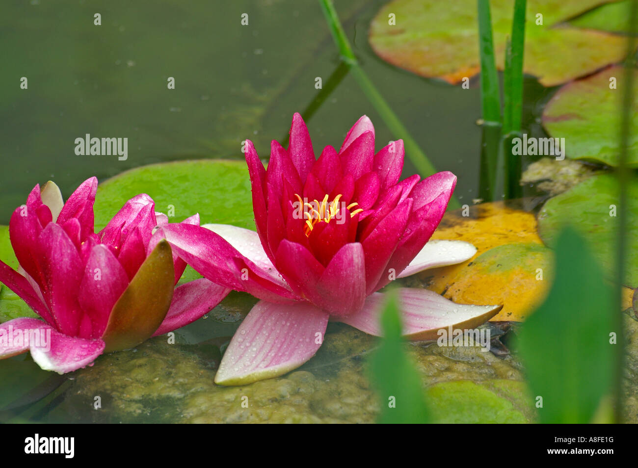 water lily Seerosen Stock Photo