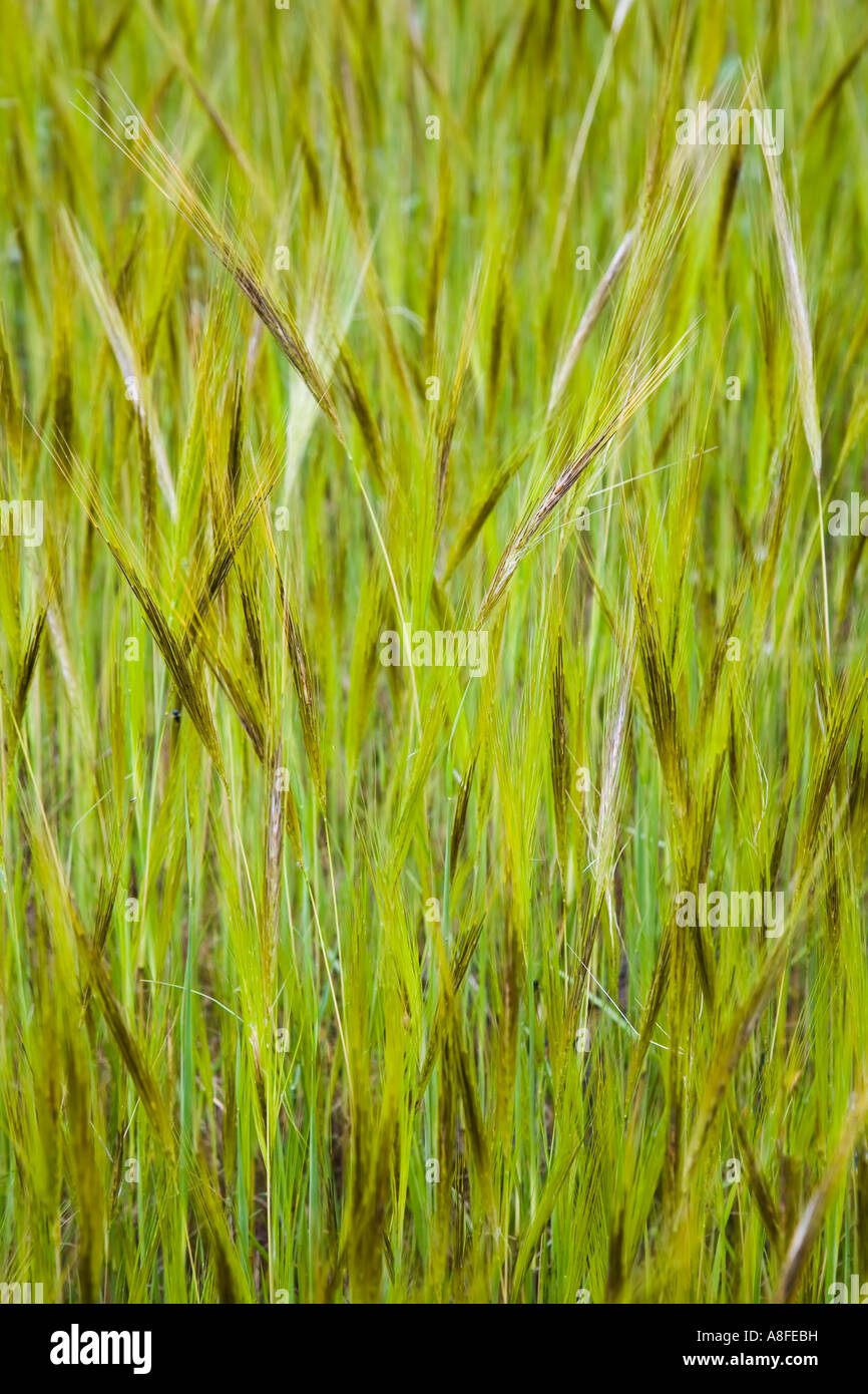 Waste ground grasses hi-res stock photography and images - Alamy