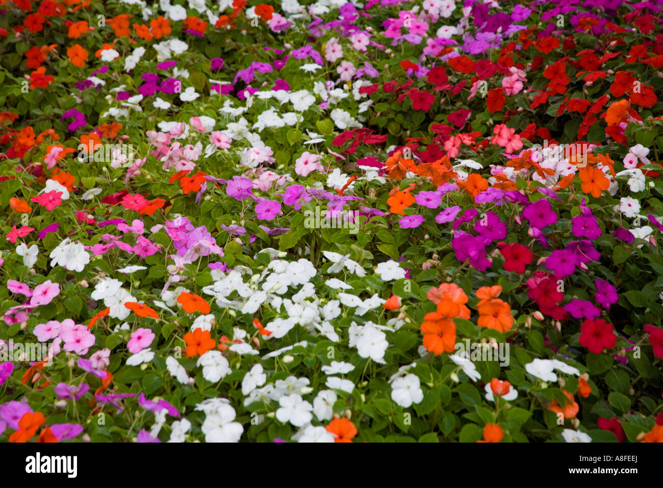 A bedding of multi-colored impatiens walleriana growing outdoors. Stock Photo