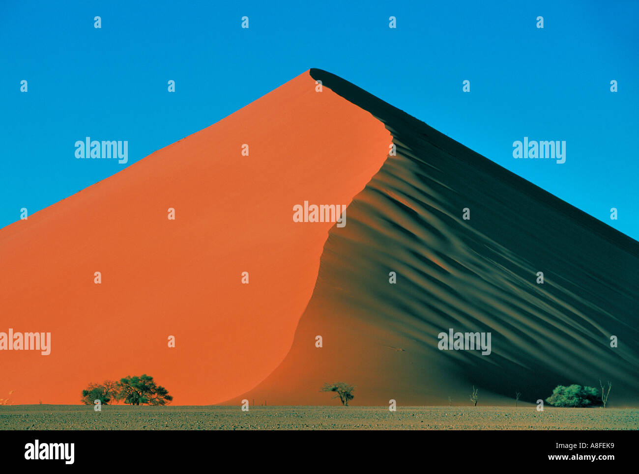 World S Highest Sand Dune 148 Metres Sossusvlei Namibia Stock Photo Alamy