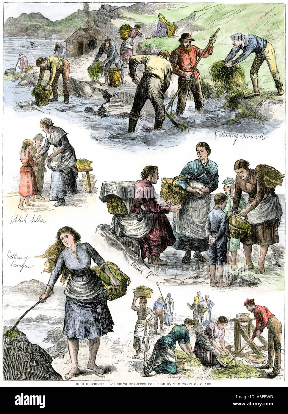 Hungry Irish people gathering seaweed for food on the coast of County Clare 1800s. Hand-colored woodcut Stock Photo