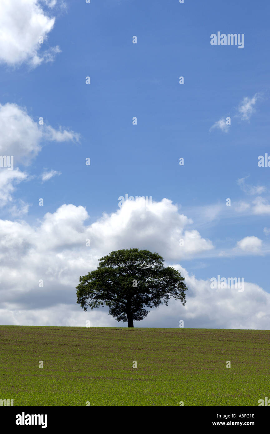 Common Oak tree in a field Stock Photo