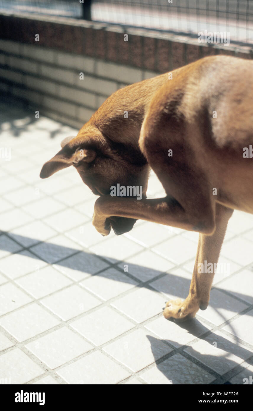 dog scratching nose with paw