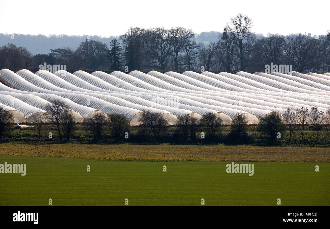 Rows of plastic polytunnels in the Herefordshire countryside near Ross