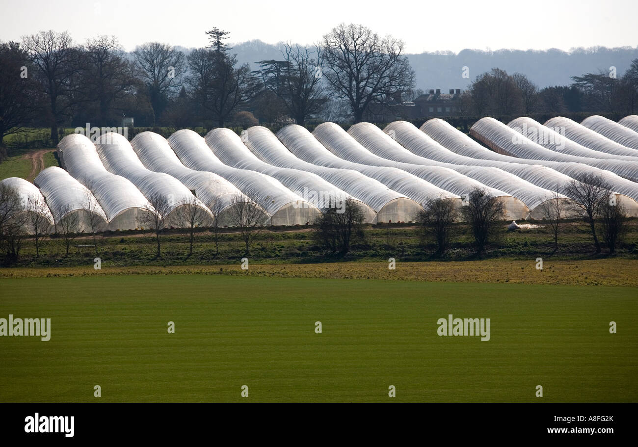 Rows of plastic polytunnels in the Herefordshire countryside near Ross