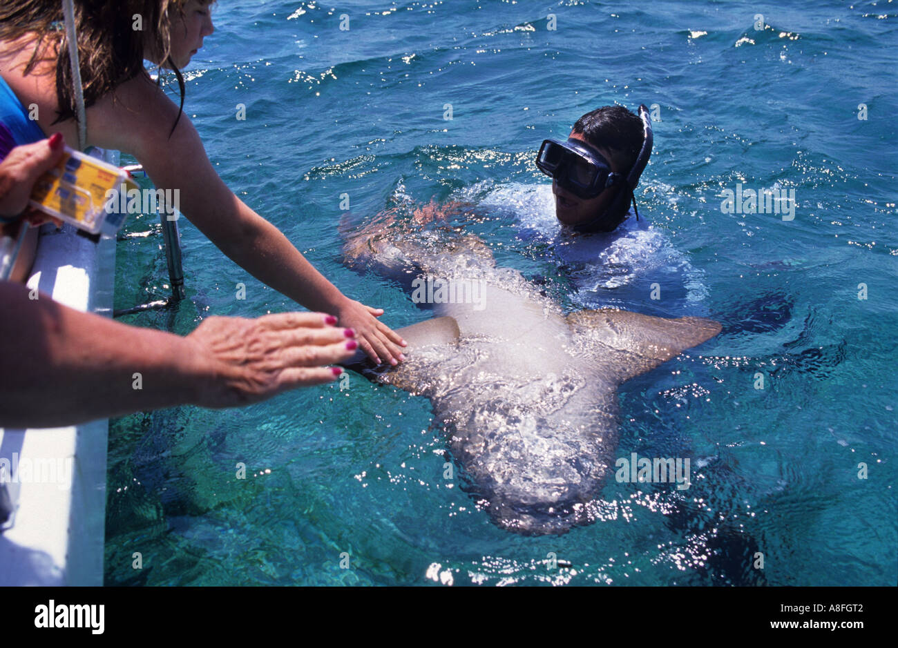 A DIVER INVITES TOURISTS TO STROKE A NURSE SHARK OFF AMBERGRIS CAYE BELIZE Stock Photo