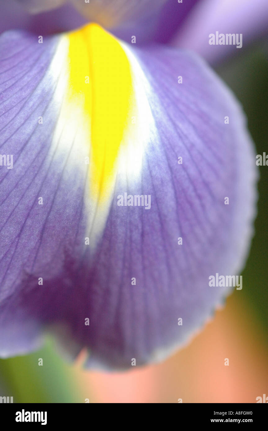 A close up view of an Iris Stock Photo