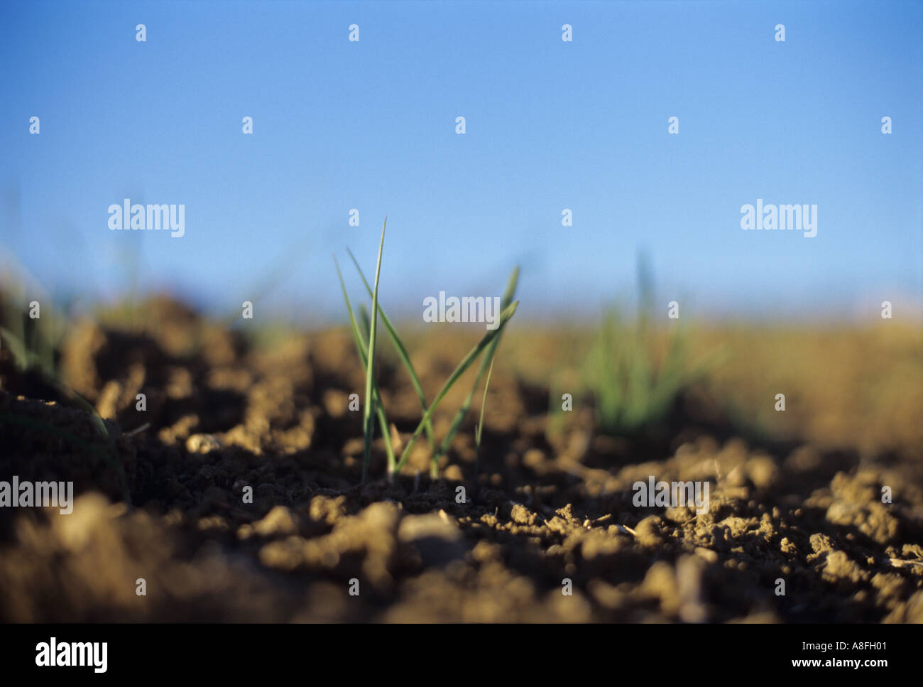 green shoots of wheat in early Spring Andalusia Spain Stock Photo