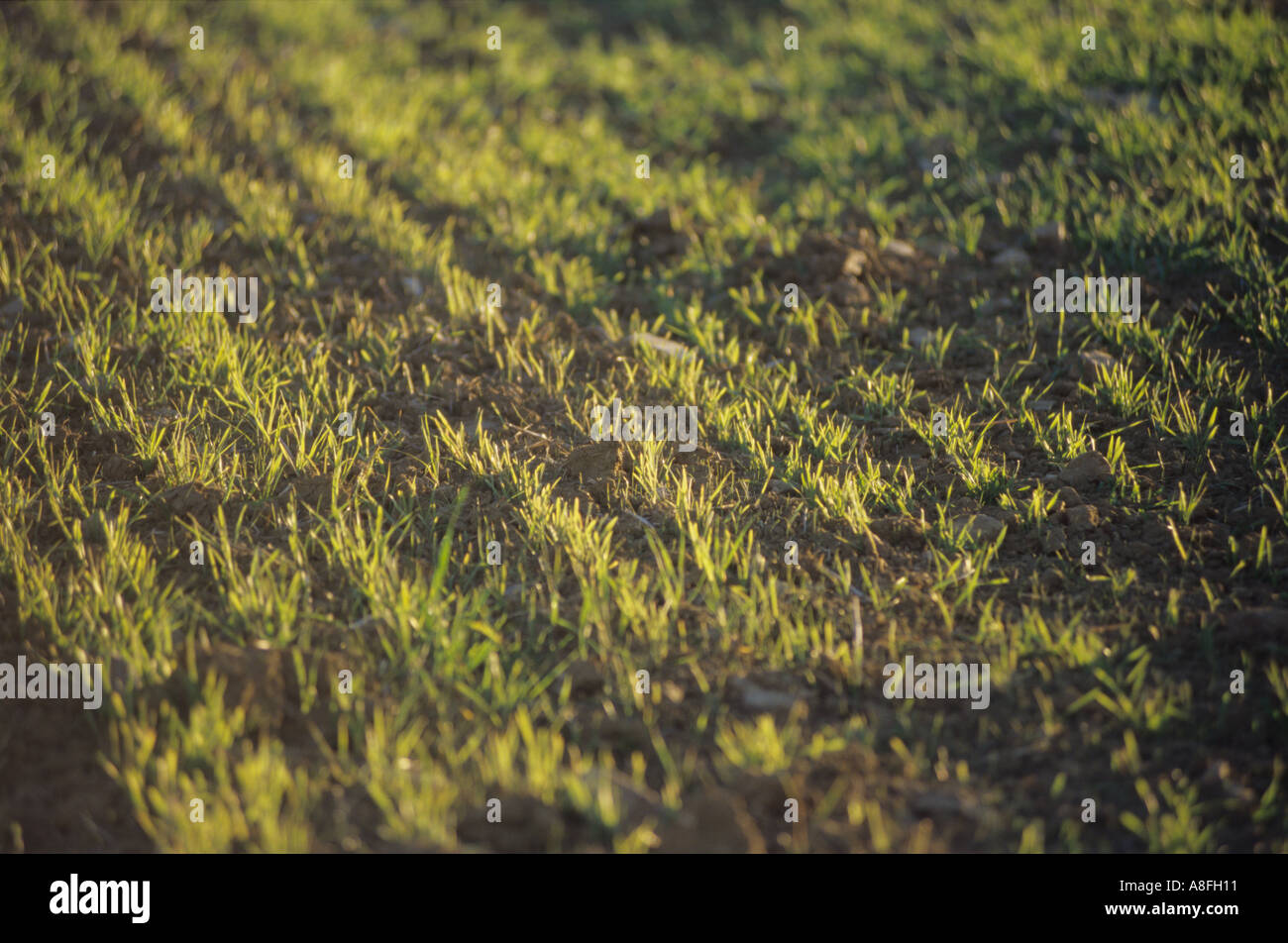 rows of green shoots of wheat in early Spring Andalusia Spain Stock Photo