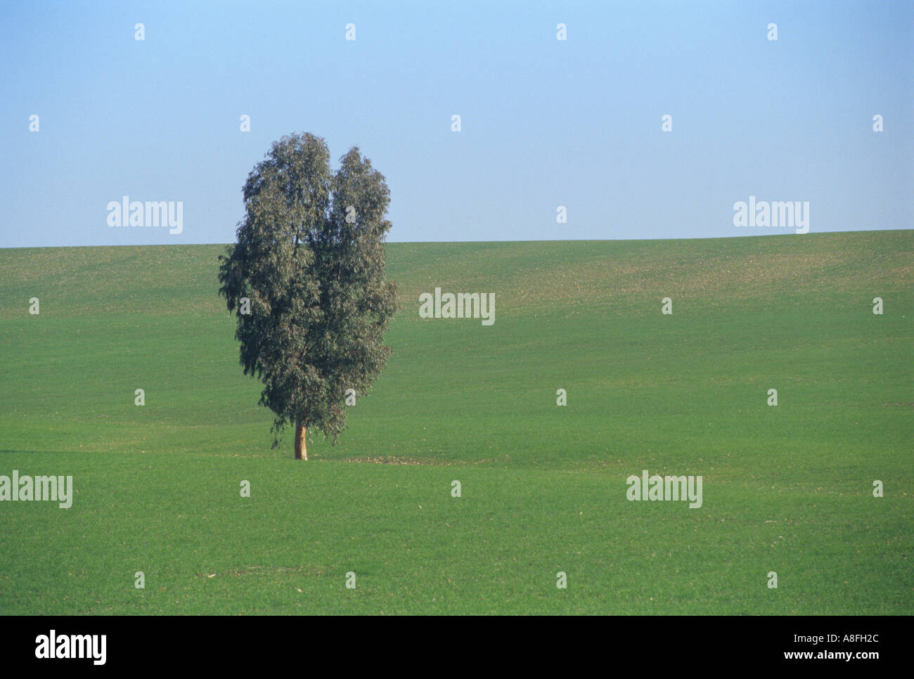 tree in green field Stock Photo