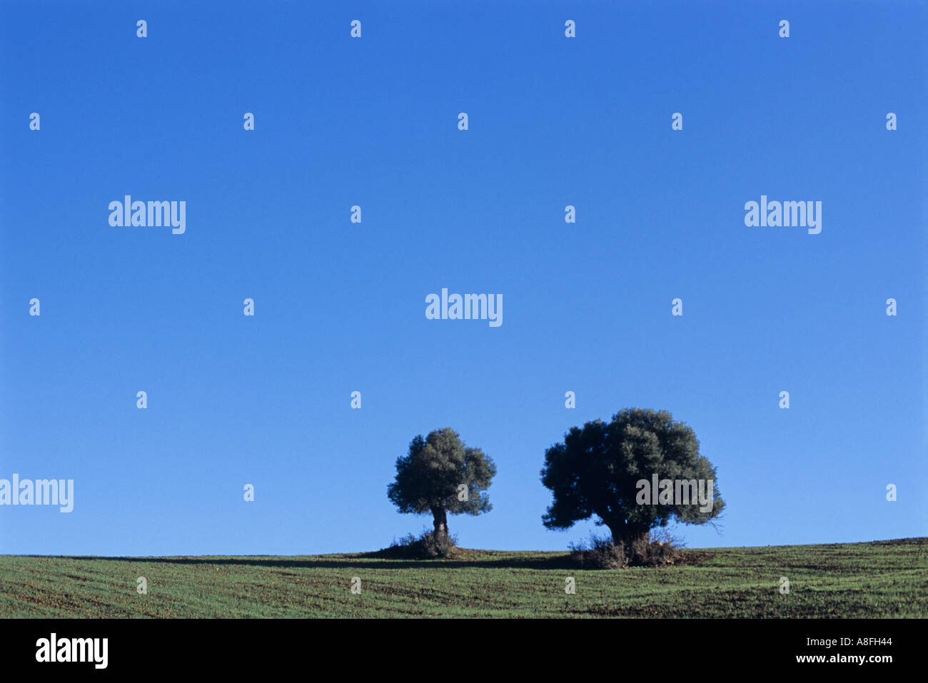 olive trees in field Stock Photo - Alamy