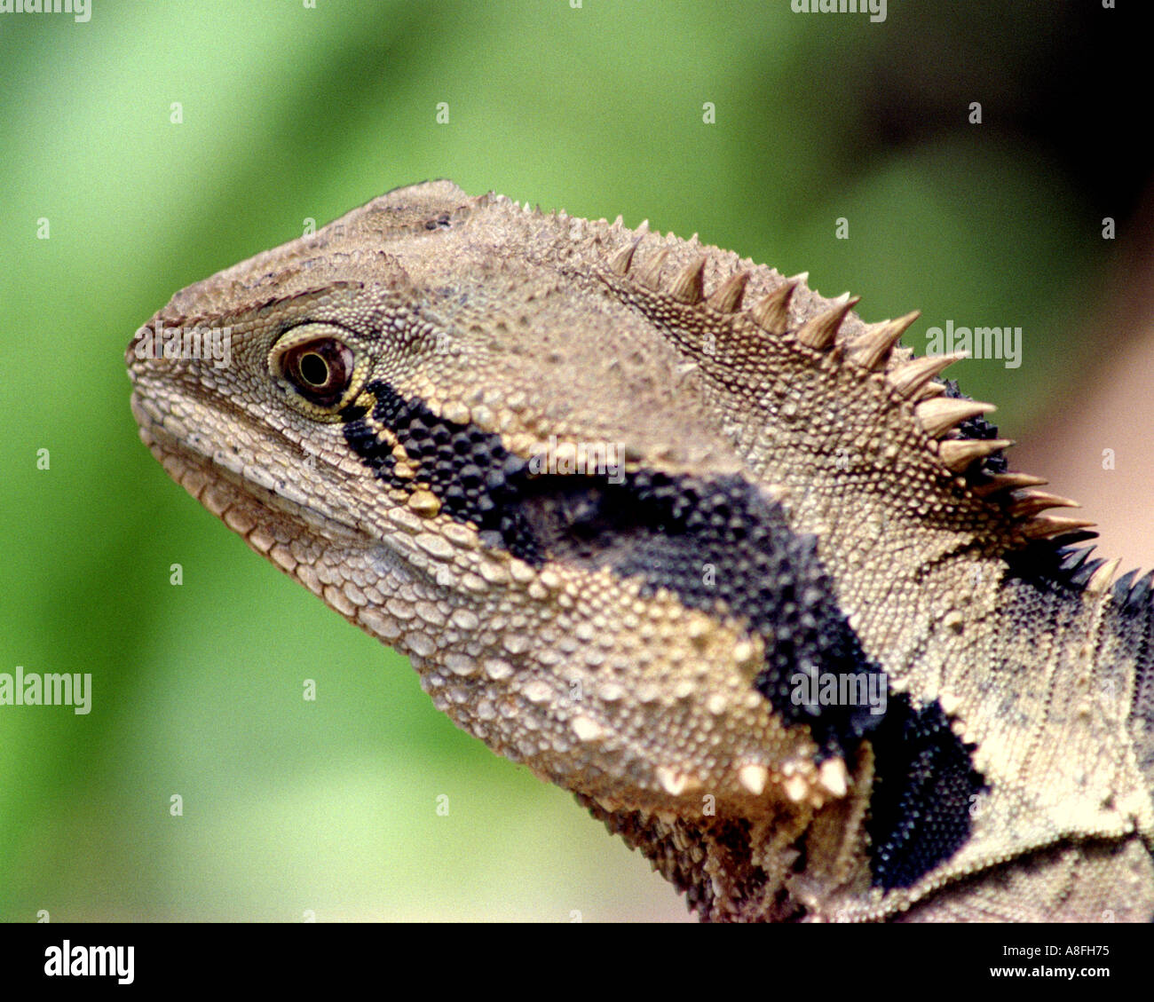 A CLOSE UP OF A WATER DRAGONS HEAD BAPN 433 Stock Photo