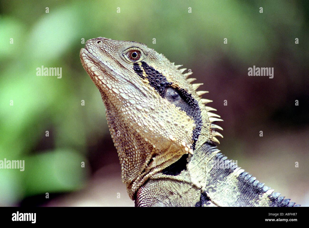 A CLOSE UP OF A WATER DRAGONS HEAD BAPN 438 Stock Photo