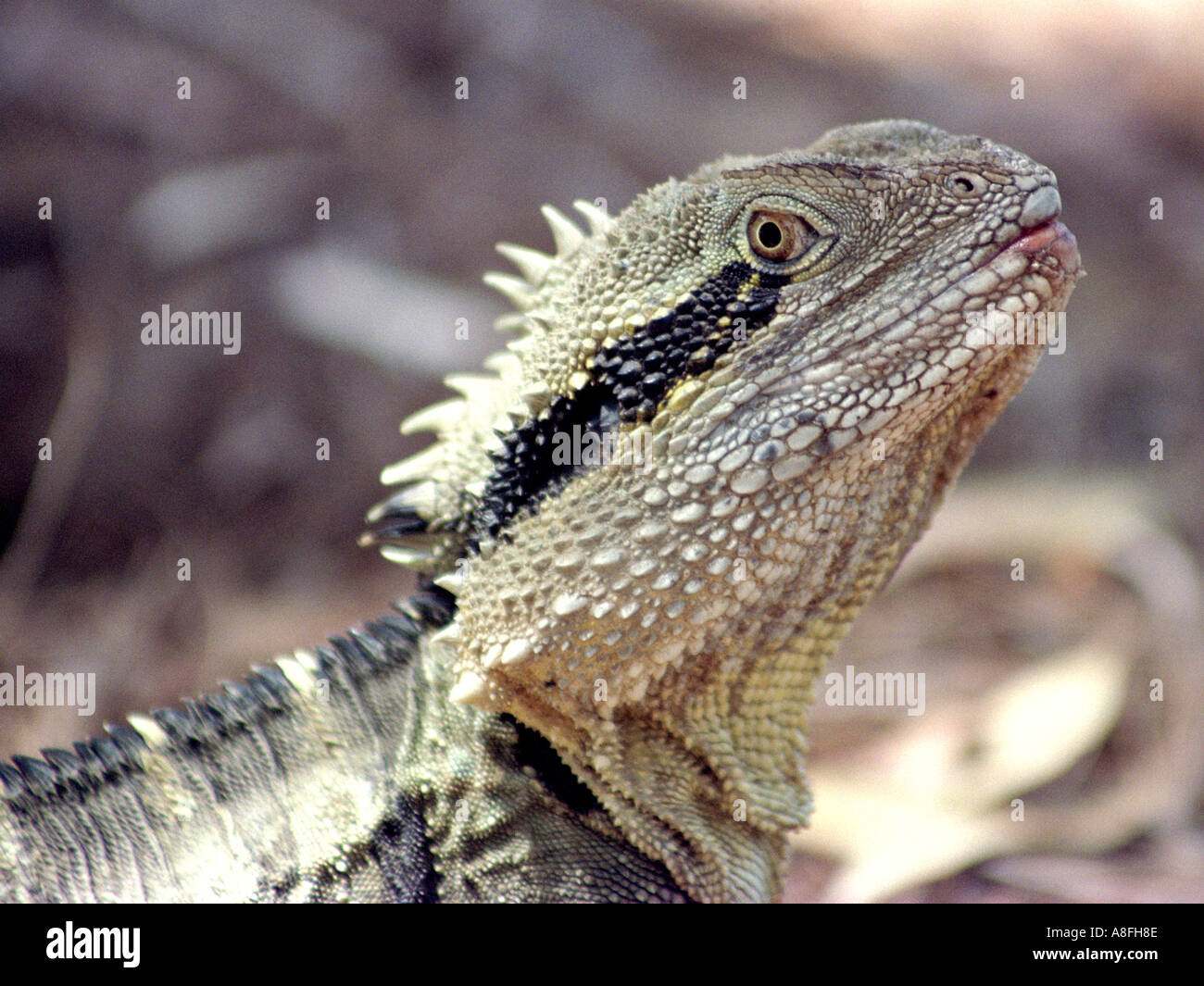 A CLOSE UP OF A WATER DRAGONS HEAD BAPN 441 Stock Photo