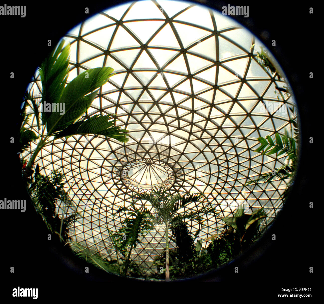 ABSTRACT VIEW OF A GREENHOUSE ROOF BRISBANE BOTANICAL GARDENS BAPN444