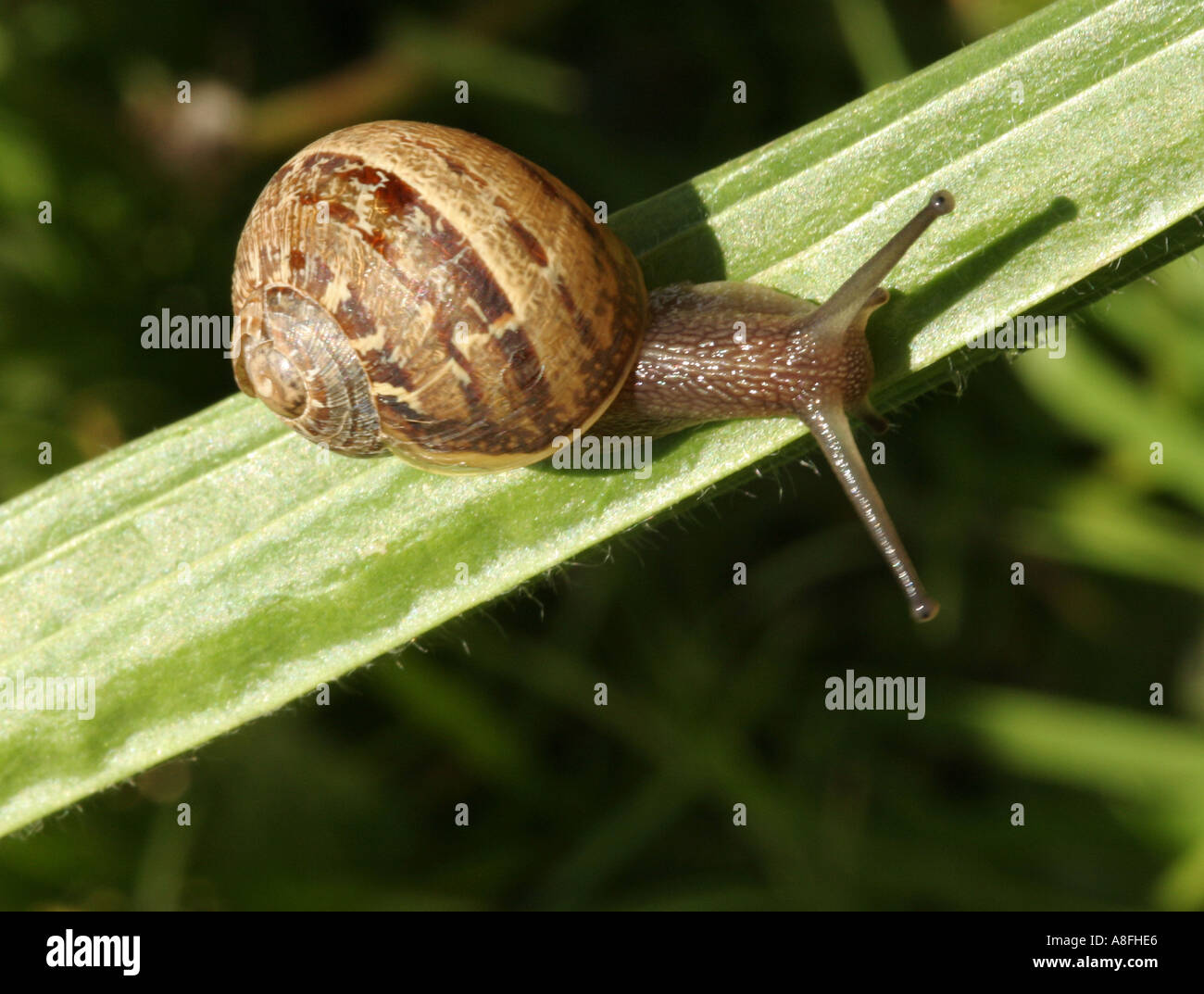 A Snail on a Leaf Stock Photo