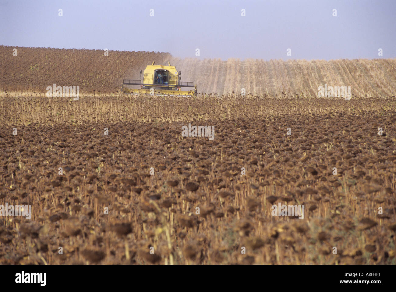 combine harvester harvesting sunflowers Andalusia Spain Stock Photo