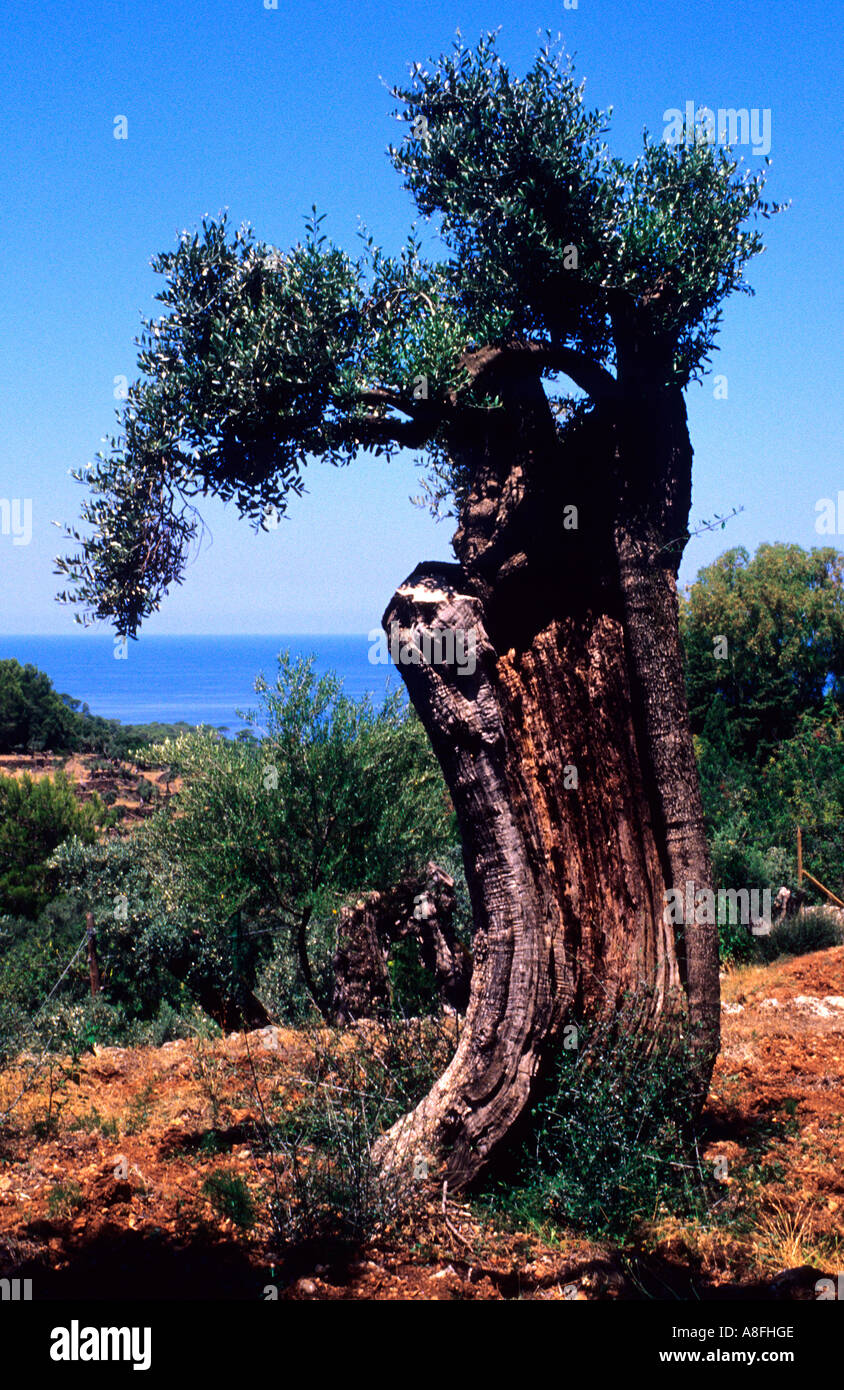 Olive tree beside coast. Deia.Serra de Tramuntana, Majorca. Balearic Islands. Spain Stock Photo