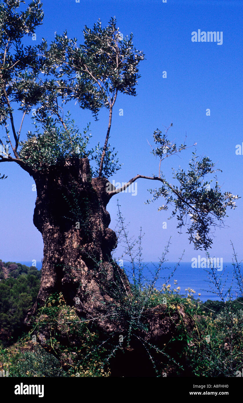 Olive tree beside coast. Deia.Serra de Tramuntana, Majorca. Balearic Islands. Spain Stock Photo
