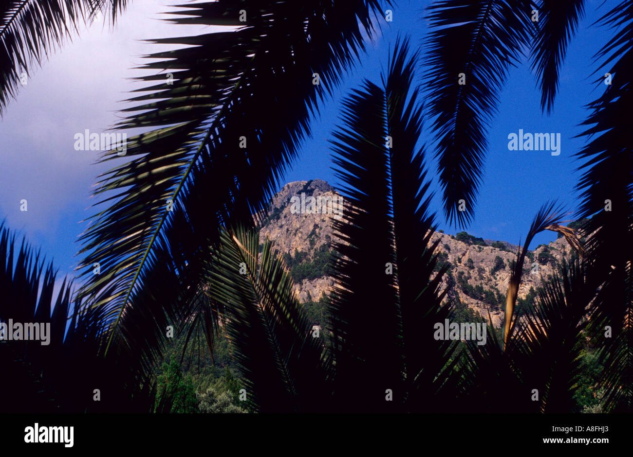 Palm Tree. Deia . Majorca .Balearic Islands.Spain Stock Photo