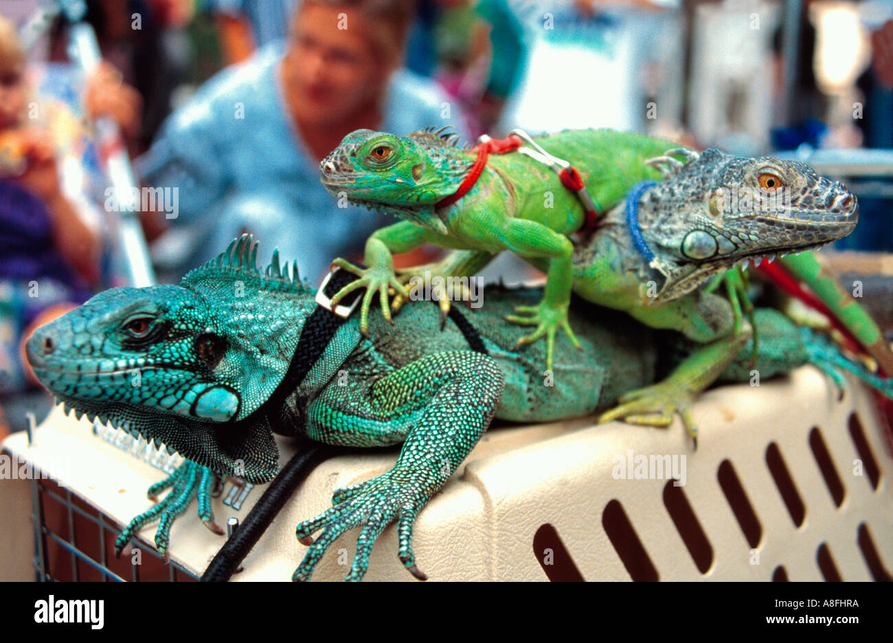 iguanas/lizards with leash on top of cage, New York, USA Stock Photo