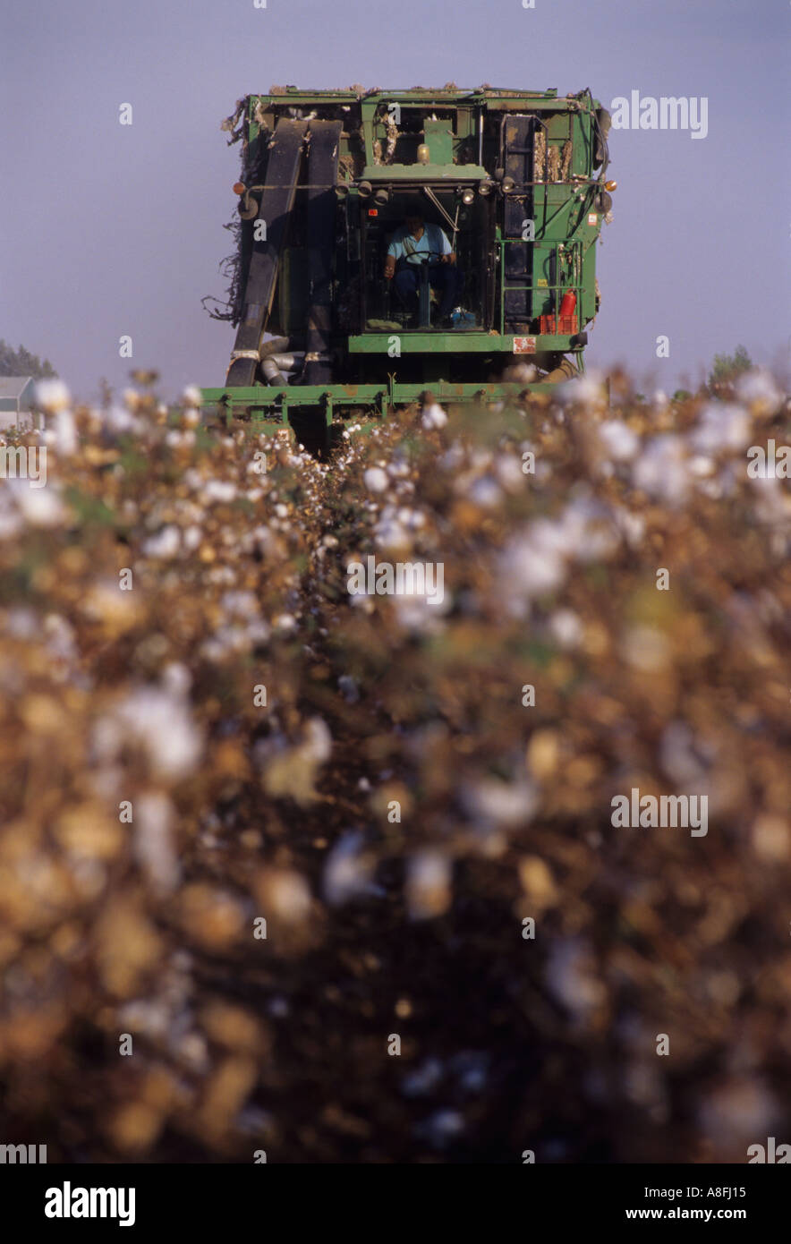 cotton harvester in cotton field Andalusia Spain Stock Photo Alamy