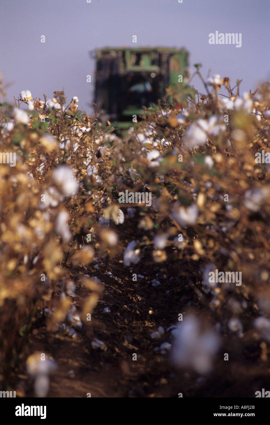 cotton harvester in cotton field Andalusia Spain Stock Photo