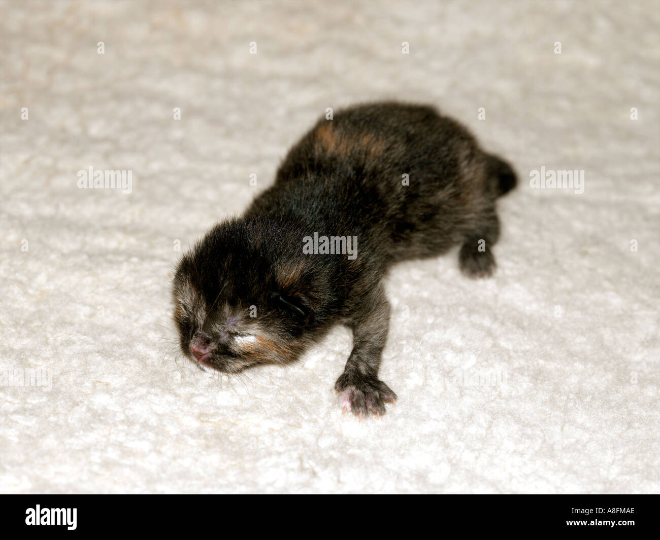 New Born Kitten Stock Photo