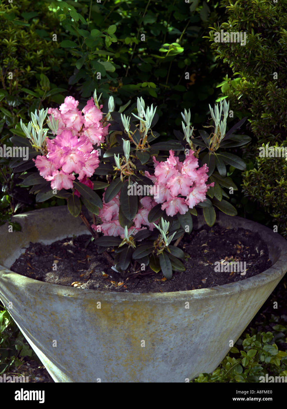 Pink Rhododendrons High Resolution Stock Photography and Images - Alamy