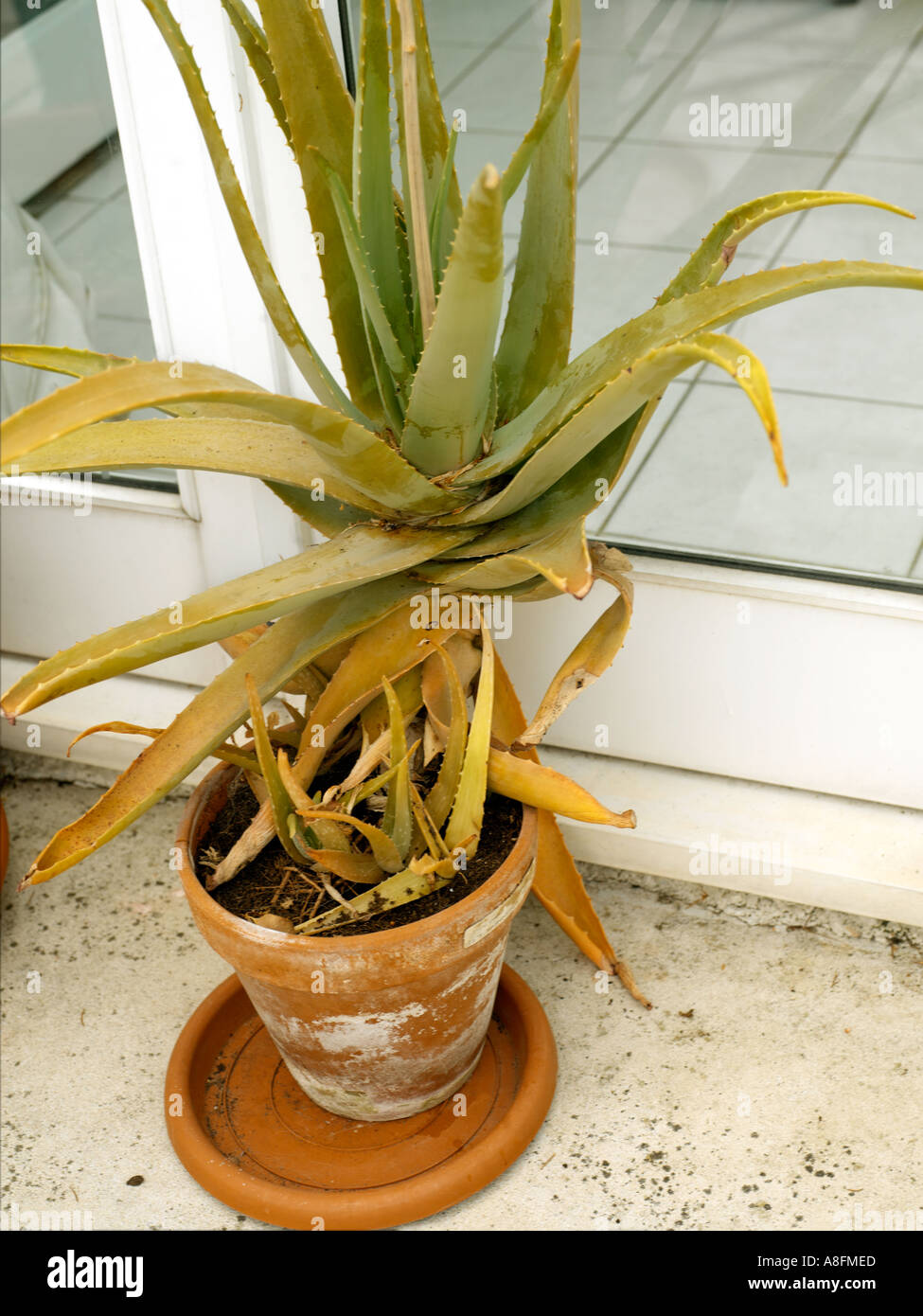 Aloe Vera Yellowing Stock Photo 3946732 Alamy